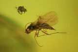 Fossil Fly (Diptera) & Blattoidea (Blattodea) In Baltic Amber #69317-1